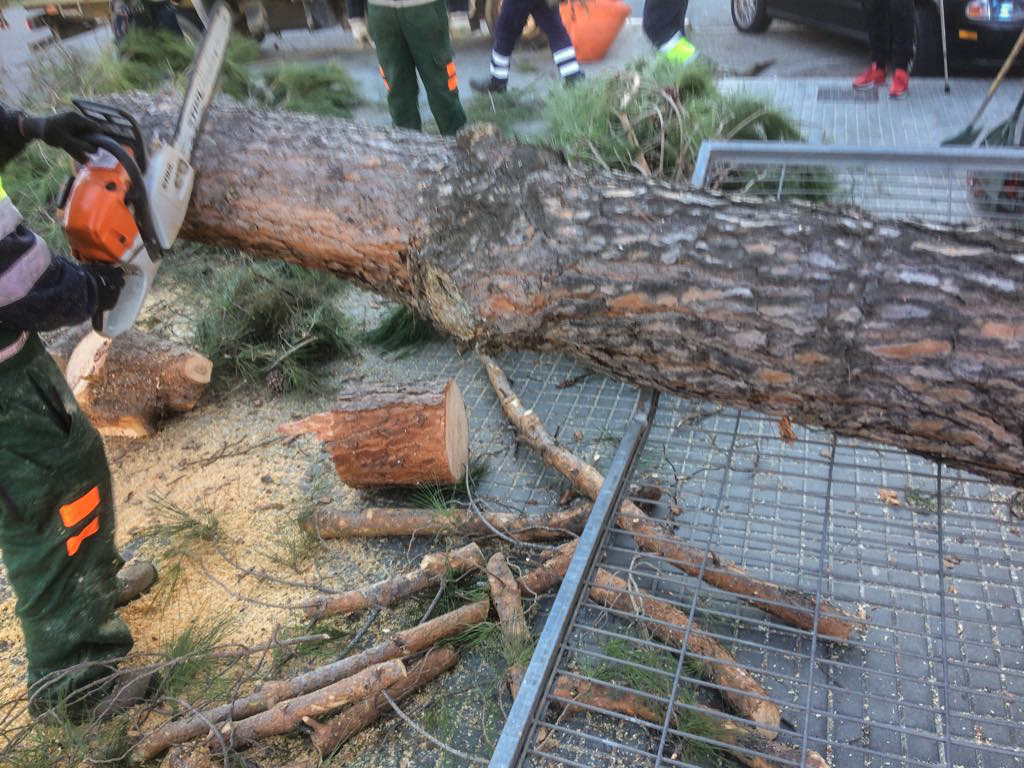 Les brigades, serrant l'arbre caigut al pati de l'escola Las Seguidillas