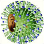 virus gripe a