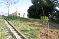 reforestaci&oacute;