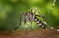 mosquit tigre