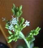 confer&egrave;ncia les propietats de les flors STEVIA