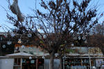 ornaments arbre