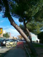 Tala arbre zona del mercat