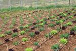 Pla d'ocupaci&oacute; en capacitaci&oacute; agr&agrave;ria