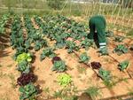 Hort comunitari de Badia del Vall&egrave;s