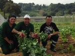 Voluntaris/&agrave;ries recullen els fruits que d&oacute;na l'hort