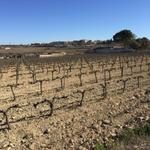 Imatge de la passejada per Vilafranca del Pened&egrave;s