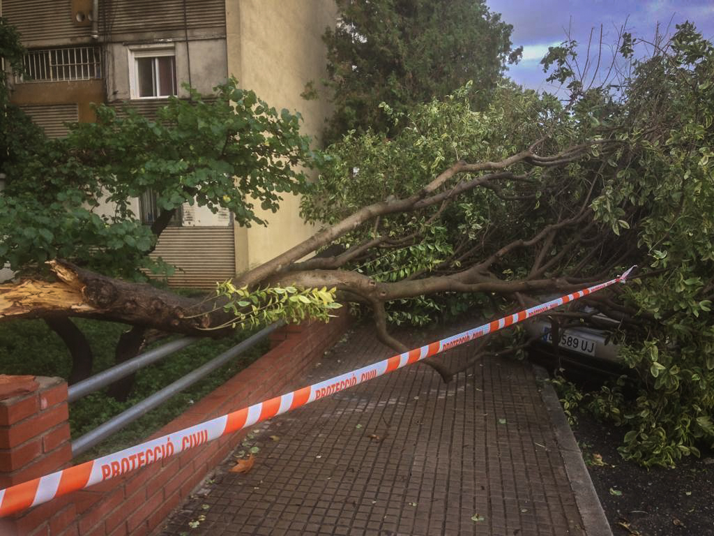 El temporal de pluja i vent ha fet caure arbres a Badia