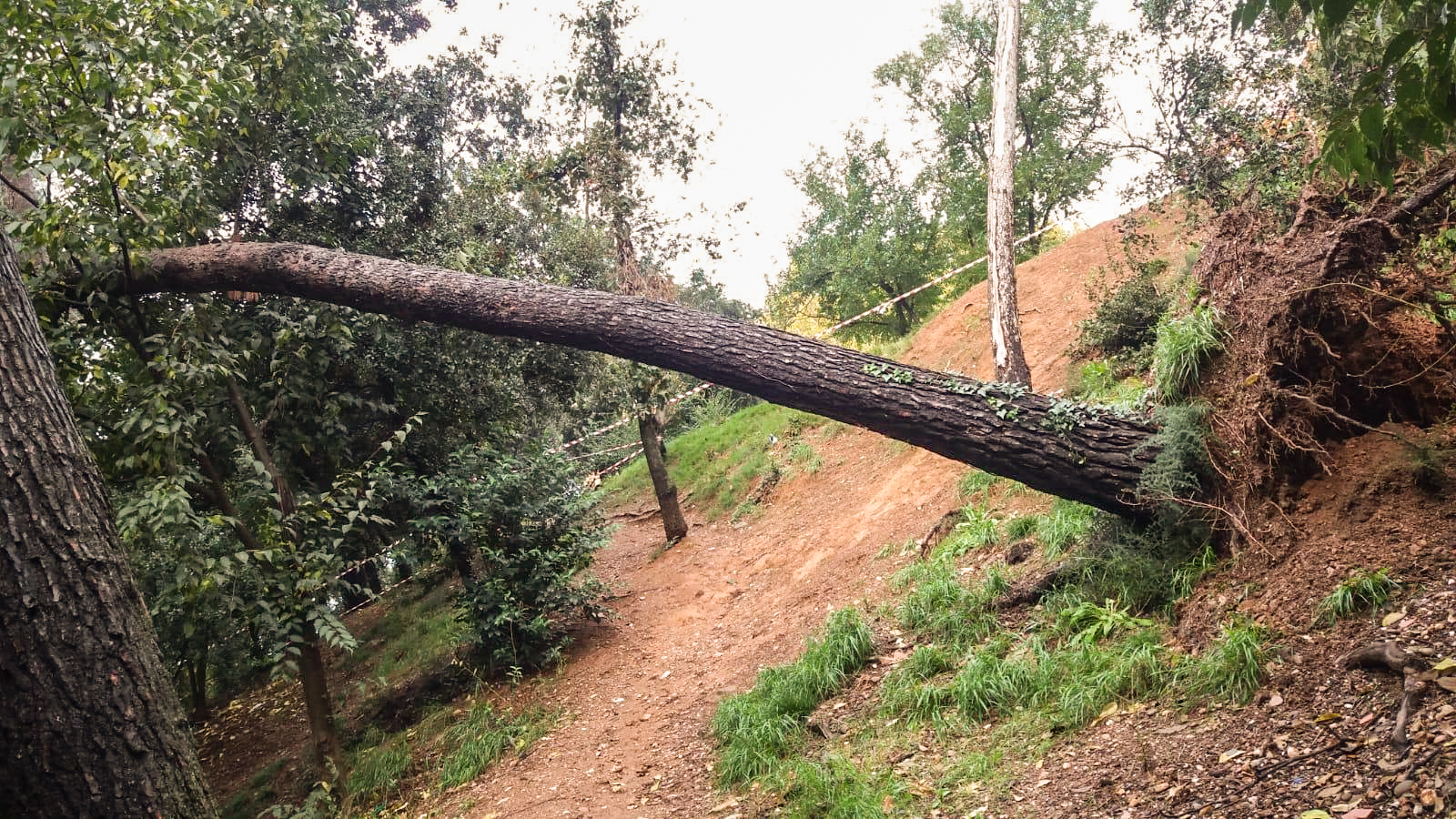 Arbre caigut per les pluges d'ahir
