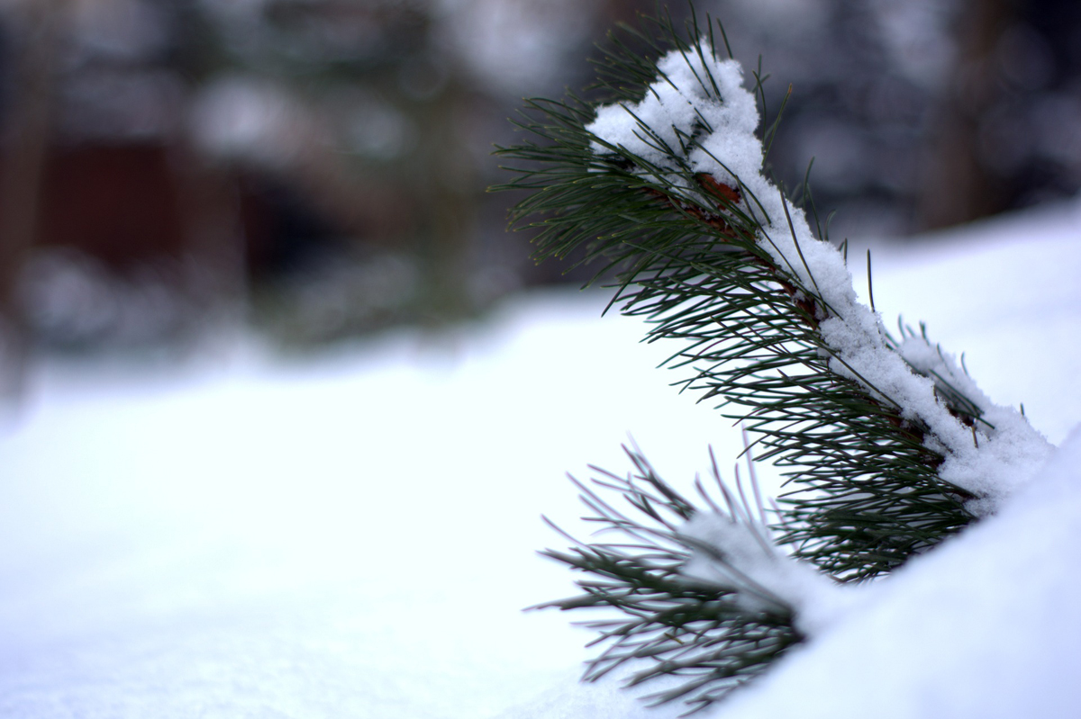 Mesures davant el risc de nevades