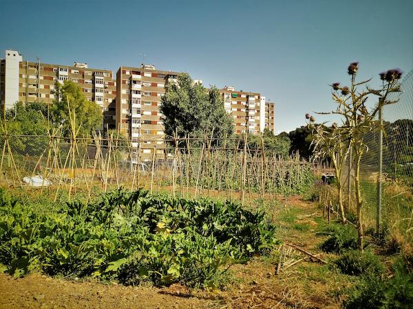 L'hort comunitari de Badia del Vallès