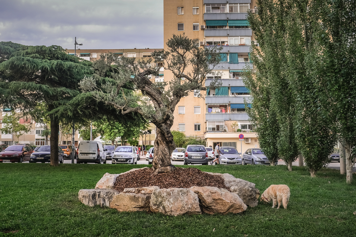 L'Arbre de la Vida de Badia del Valls