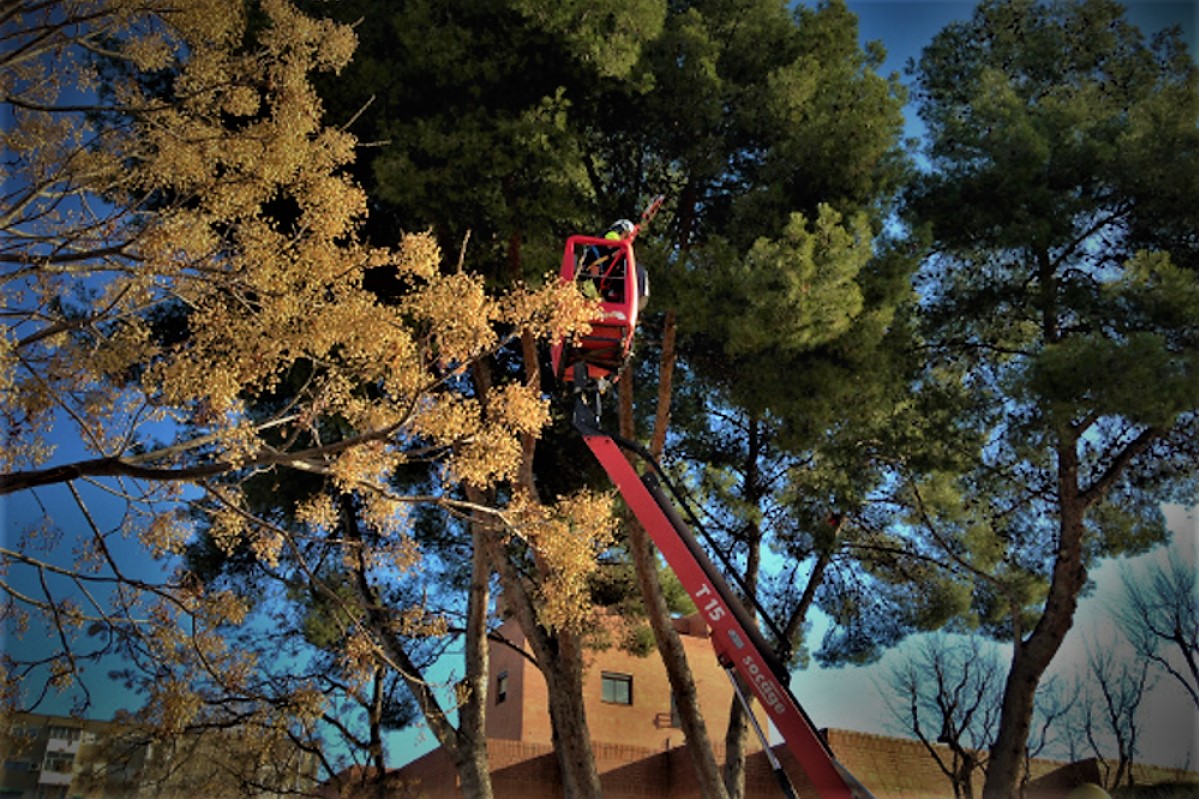 Poda de l'arbrat viari a Badia del Valls