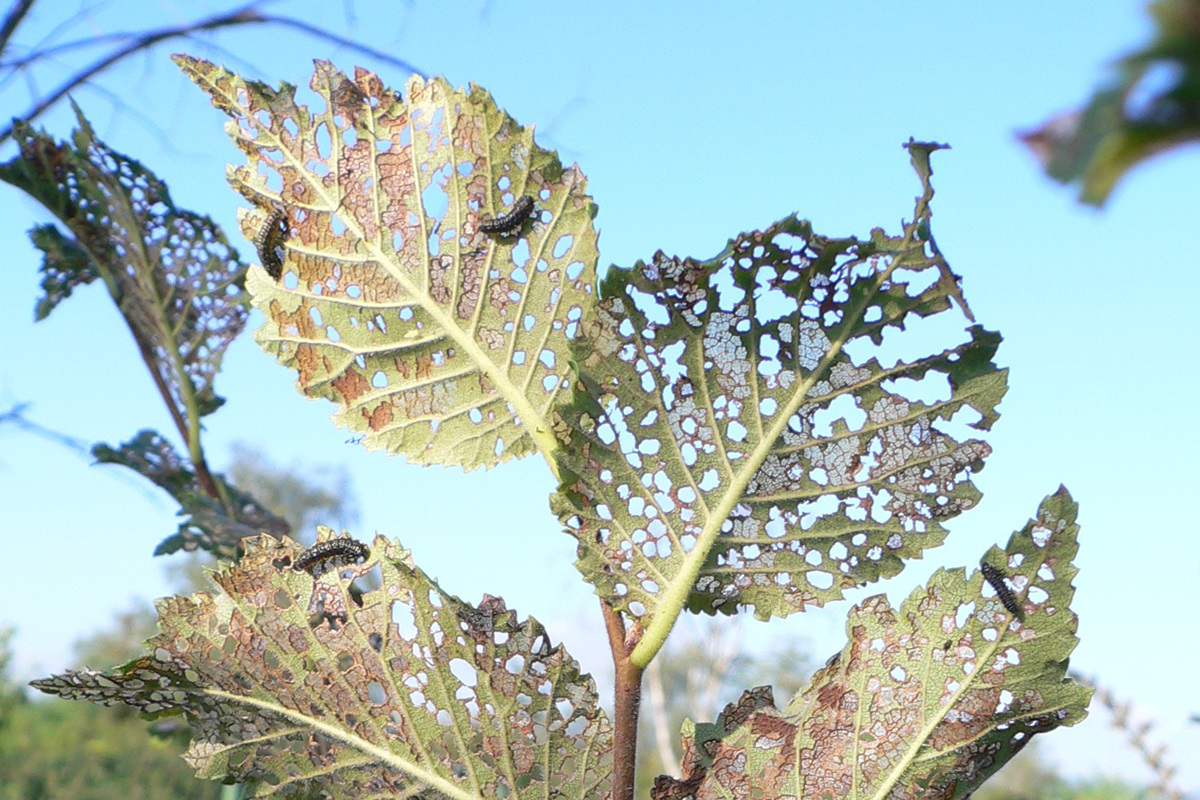 Dilluns, tractament contra la galeruca als oms de Badia mitjanant endoterpia vegetal