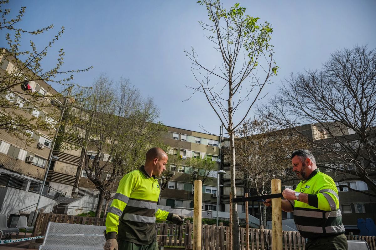 Plantaci darbres a Badia