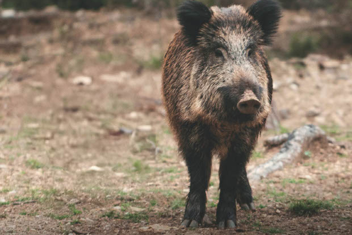Informaci sobre la pesta porcina